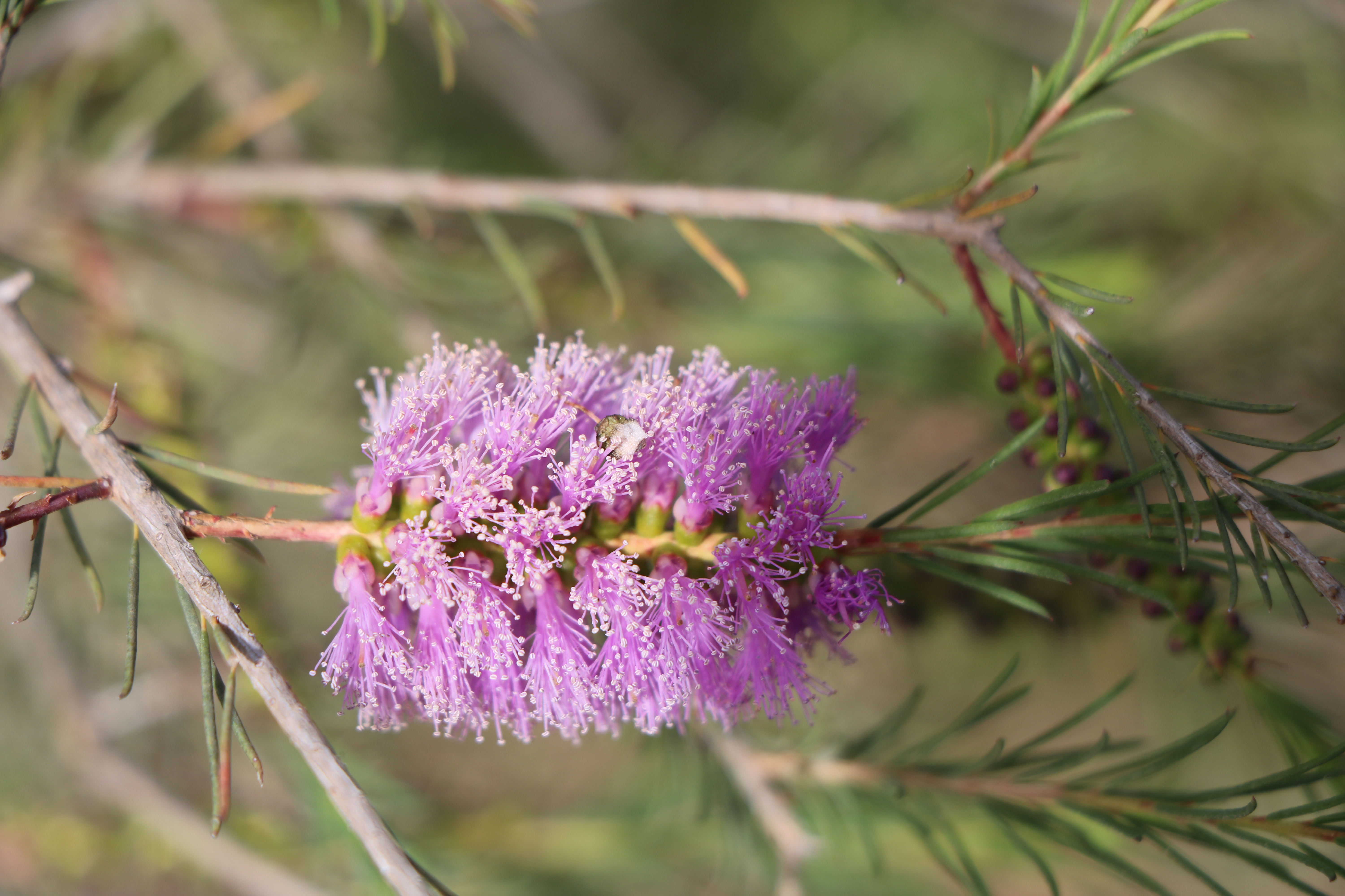 nematophylla
